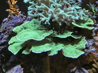 Various SPS corals, Montiporas etc just £10 each