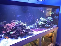 Various SPS corals, Montiporas etc just £10 each