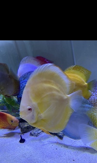 Discus set up : larger discus for sale now