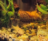 Bristle nose plecostomus £8 each