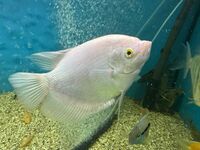 Gold giant gourami