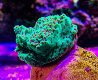 Chilli pepper monti marine frags