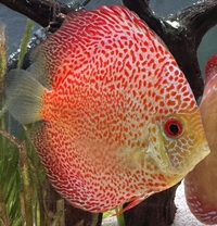 Few discus for sale