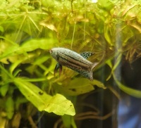 Alien, Samurai and Mahachai Bettas