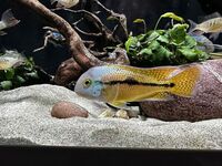 6x Nicaraguan Cichlid  Hypsophrys Nicaraguensis 