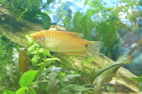 2 x gold gourami for sale