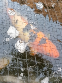 Koi carp for sale