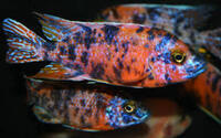 African Cichlids: A group of 50 Aulonacara Orange & Purple Blotch