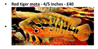 Red tiger mota 4/5 inches £40