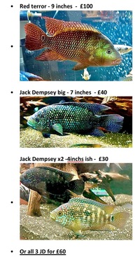 Loads of cichlids for sale breeding pairs and groups