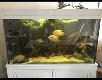 XL FISH TANK, 700ltrs or 900ltrs inc sump