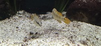 SOLD - Dwarf Green Pike Cichlids for Sale x3 - £35 for group