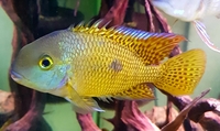 MACAW CICHLID JUVENILES FOR SALE