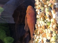 Super red and calico bristlenose breeding pair.