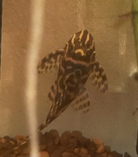 Plecos for sale - L204, Hypancistrus Sp. L236 SW Strain, L129