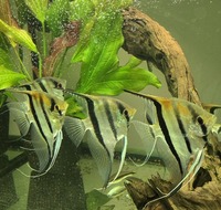 Altum Angelfish Orinico/Manacapuru Breeding Pair