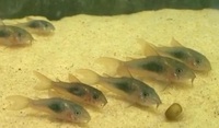 Juvenile bronze corydoras