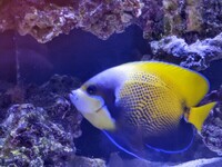 Majestic Angel Fish Adult Reef Tank Marine Aquarium Leeds