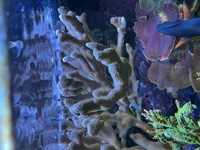 Easy to keep SPS corals, bubble tip anemones - bargain prices