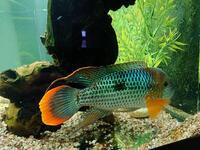 STUNNING LARGE GOLD SAUM RIVULATUS 9 inches -10 inches