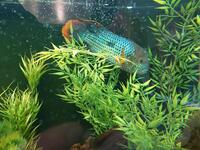 STUNNING LARGE GOLD SAUM RIVULATUS 9 inches -10 inches