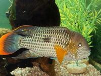 STUNNING LARGE GOLD SAUM RIVULATUS 9 inches -10 inches