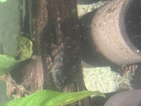 Alenquer Tiger L397 Pleco.