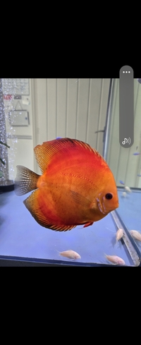 2 x large super red discus, 9 cardinal tetra,15 guppies,5 Corys,1 plec