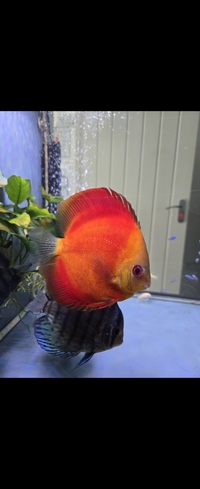 2 x large super red discus, 9 cardinal tetra,15 guppies,5 Corys,1 plec