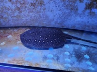 Breeding Pair Mini Marble Stingrays