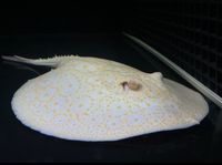 Golden Base Albino Pearl Stingray MALE