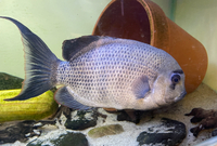 Rare Madagascar Cichlids