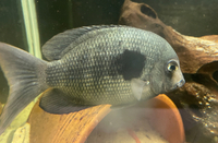 Rare Madagascar Cichlids