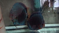 Discus fishs breeding pair