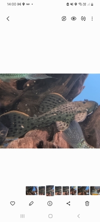 Stunning L96 Pleco