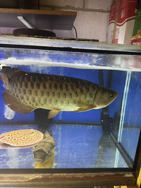 Golden arowana 20 inches £330