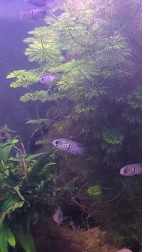 Blue acara juveniles