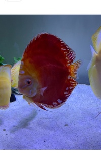 Discus set up : larger discus for sale now