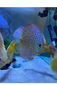 Discus set up : larger discus for sale now