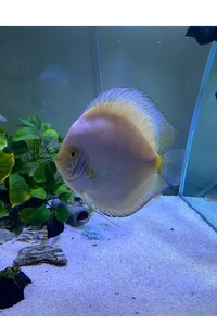 Discus set up : larger discus for sale now