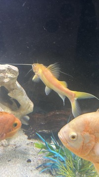 Albino Asian Red Tailed Catfish - 15cm - COLLECTION LONDON SW18