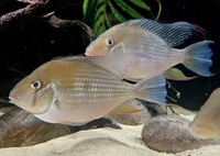 Various tropicals Threadfins, Manacapuru