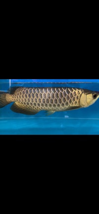 Rare Pahang F1 Crossback Arowana Wild Bloodline