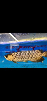 Rare Pahang F1 Crossback Arowana Wild Bloodline