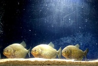 3 x PIRANHAS