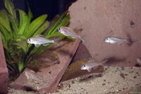 XENOTILAPIA NIGROLABIATA RED PRINCESS F2 - 6 cm 10 pounds each adults 15 pounds each