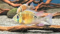 Cupid Cichlid x6 Biotodoma Cupido Adults