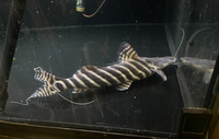 Tigrinus Catfish Brachyplatystoma tigrinum