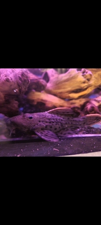 Stunning L96 Pleco