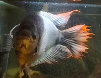 Red Tail Giant Gourami